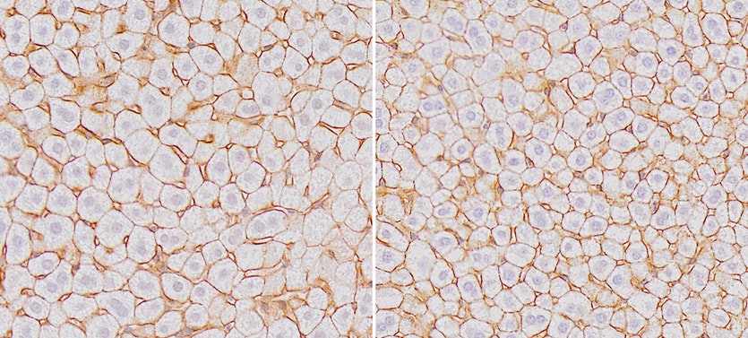 170505 mousehepatocytes full