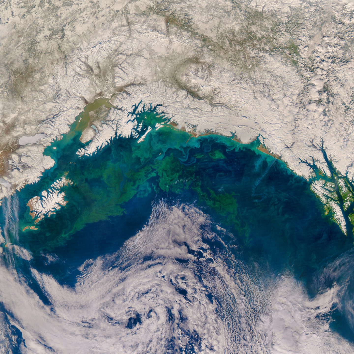 Phytoplankton Bloom In The Gulf Of Alaska Cosmos Magazine