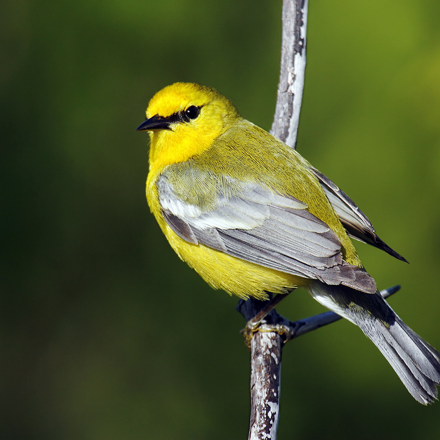 Spring shift throws songsters off their timing