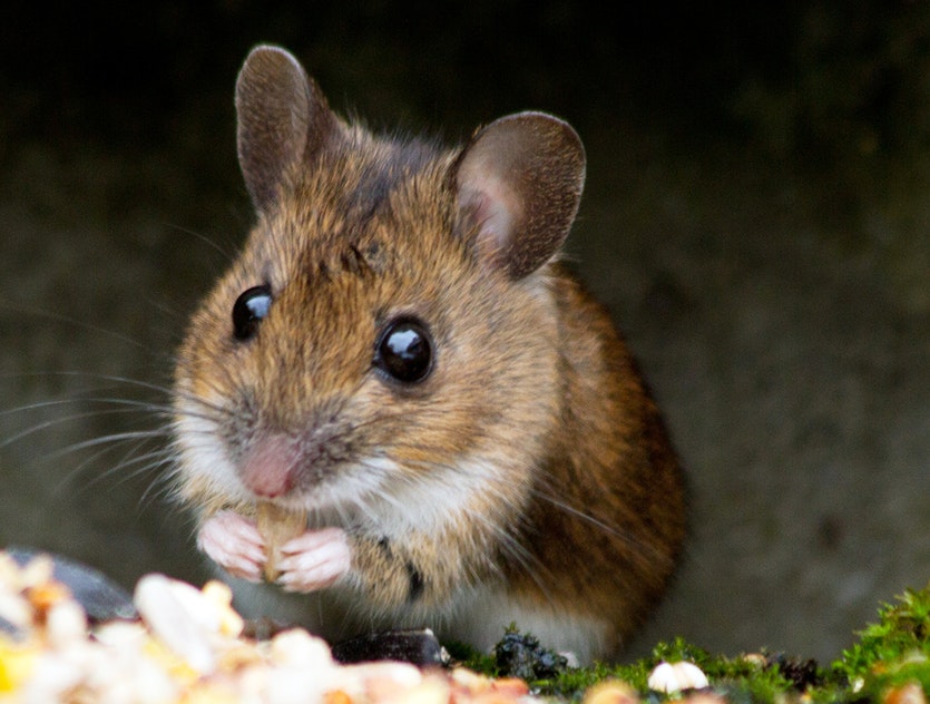 A mouse, free from artificial brain stimulation, following its natural inclination to eat a healthy breakfast.