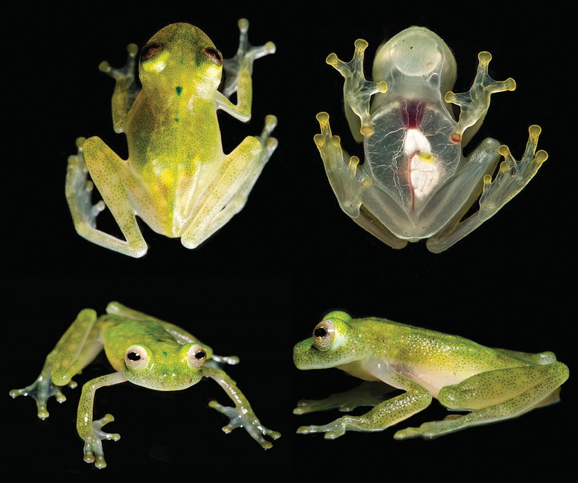 The new glassfrog species (hyalinobatrachium yaku) in life.