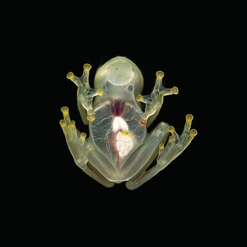 Glassfrog has nothing to hide
