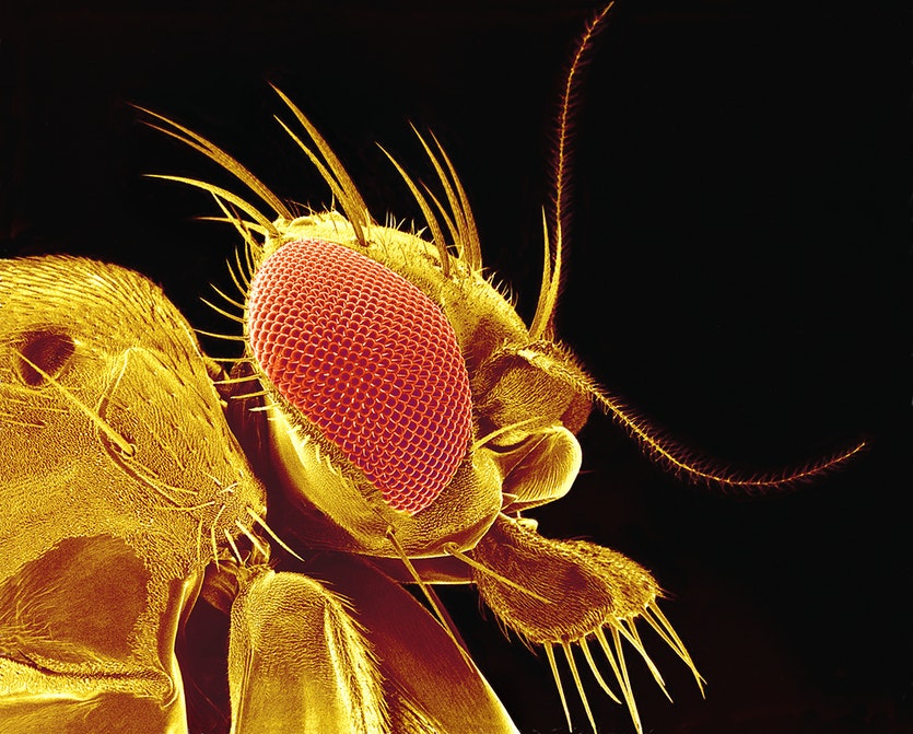 A fruit fly.