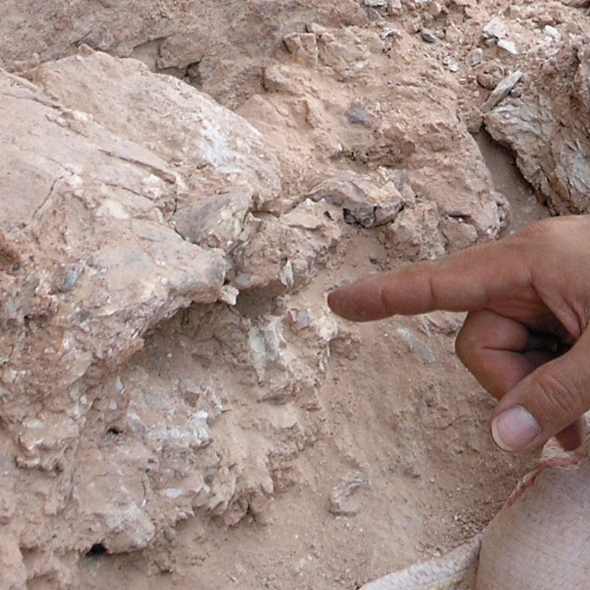 Dr. Jean-jacques hublin pointing to a crushed human skull found at jebel irhoud, whose orbits are visible just beyond his finger tip.