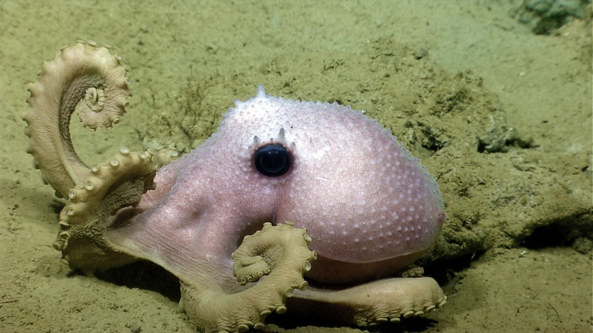 A Graneledone verrucosa octopus.