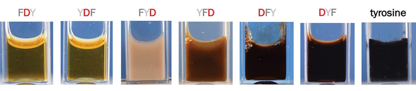 The pigments produced by oxidation of the self-assembled peptide chains.