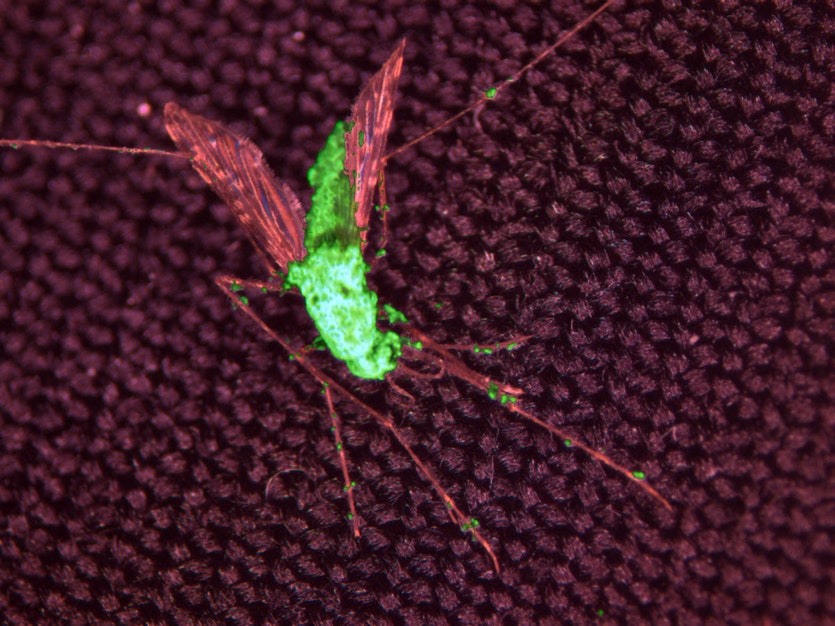 A female anopheles gambiae mosquito killed by the engineered metarhizium pingshaense. The fungus is also engineered to express a green fluorescent protein for easy identification of the toxin-producing fungal structures.
