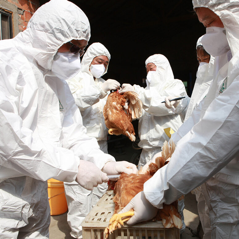 Scientists Find Mutations That May Help Bird Flu Jump To Humans