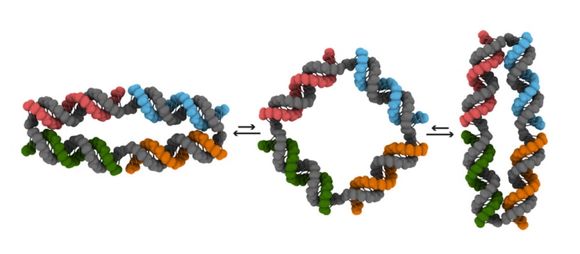 One of the dna nanomachines and the shapes it can switch between.