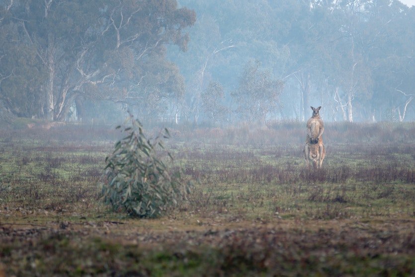 A male eastern grey kangaroo on a misty winter morning near heathcote, victoria.