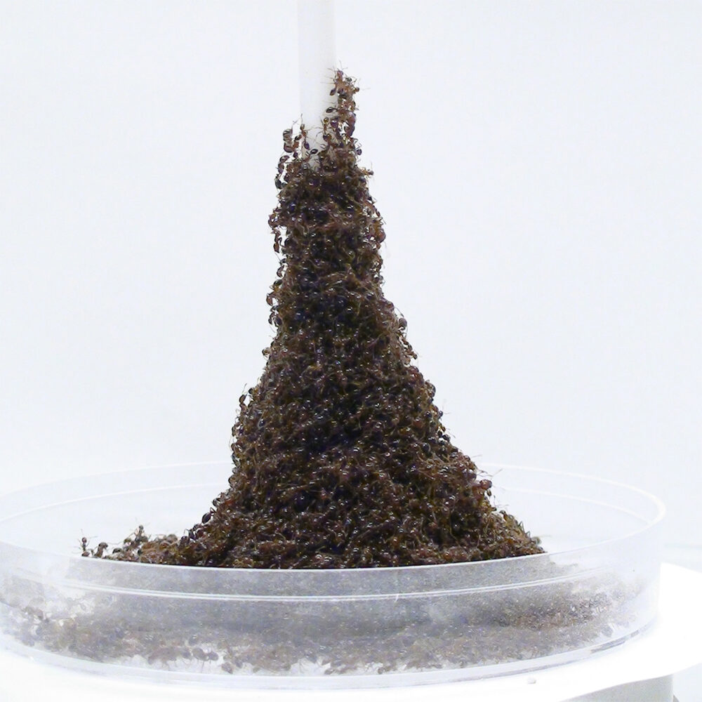 Fire ants building a tower around a pole.