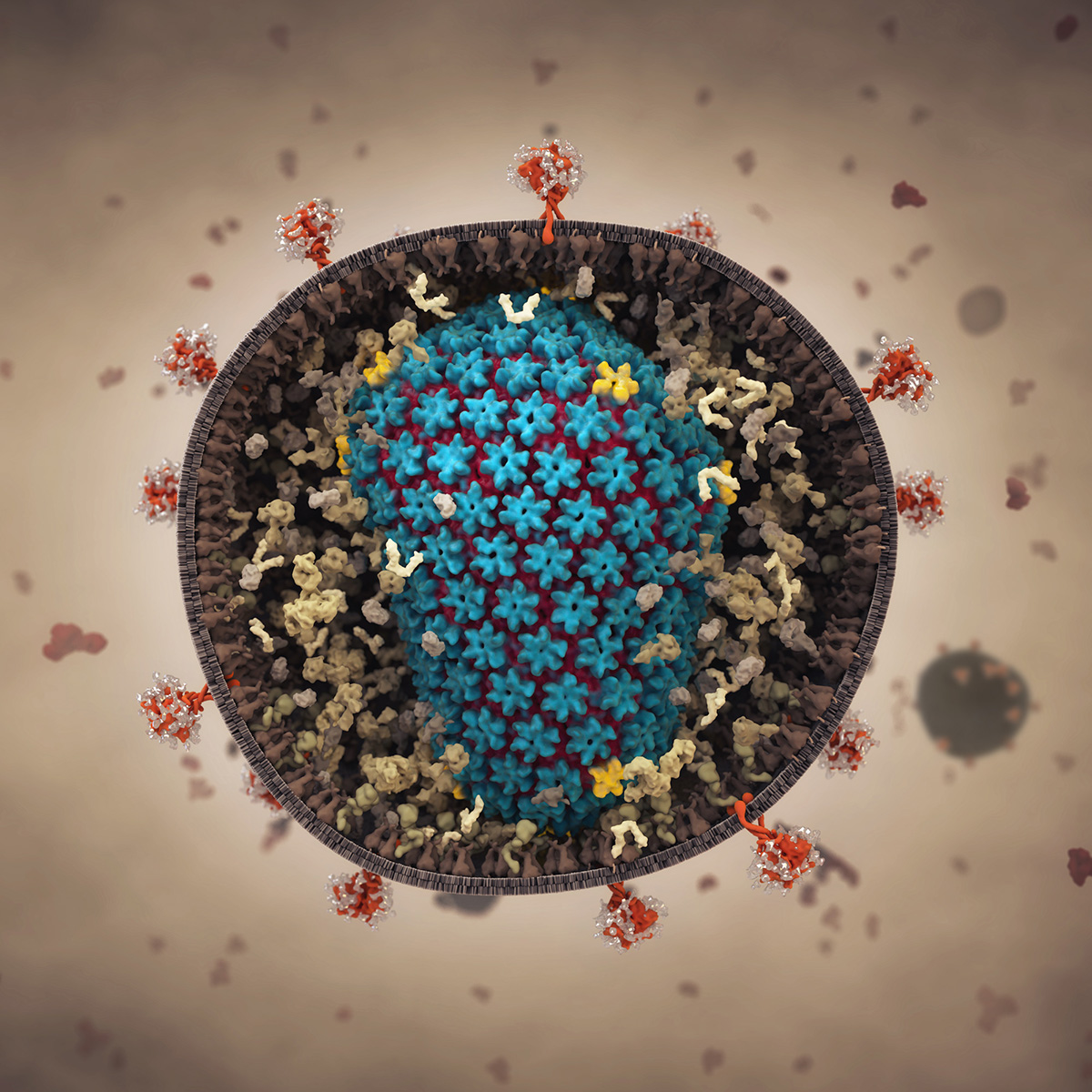 The genetic material of the HIV virus is encased in multiple structures that hide it from the host immune system.