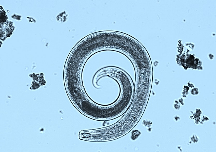 A predatory female nematode of the genus clarkus under the microscope.