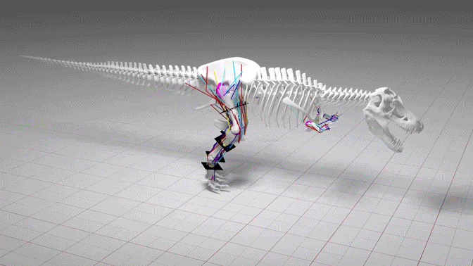 Simulation showing the stresses on a t. Rex while walking.