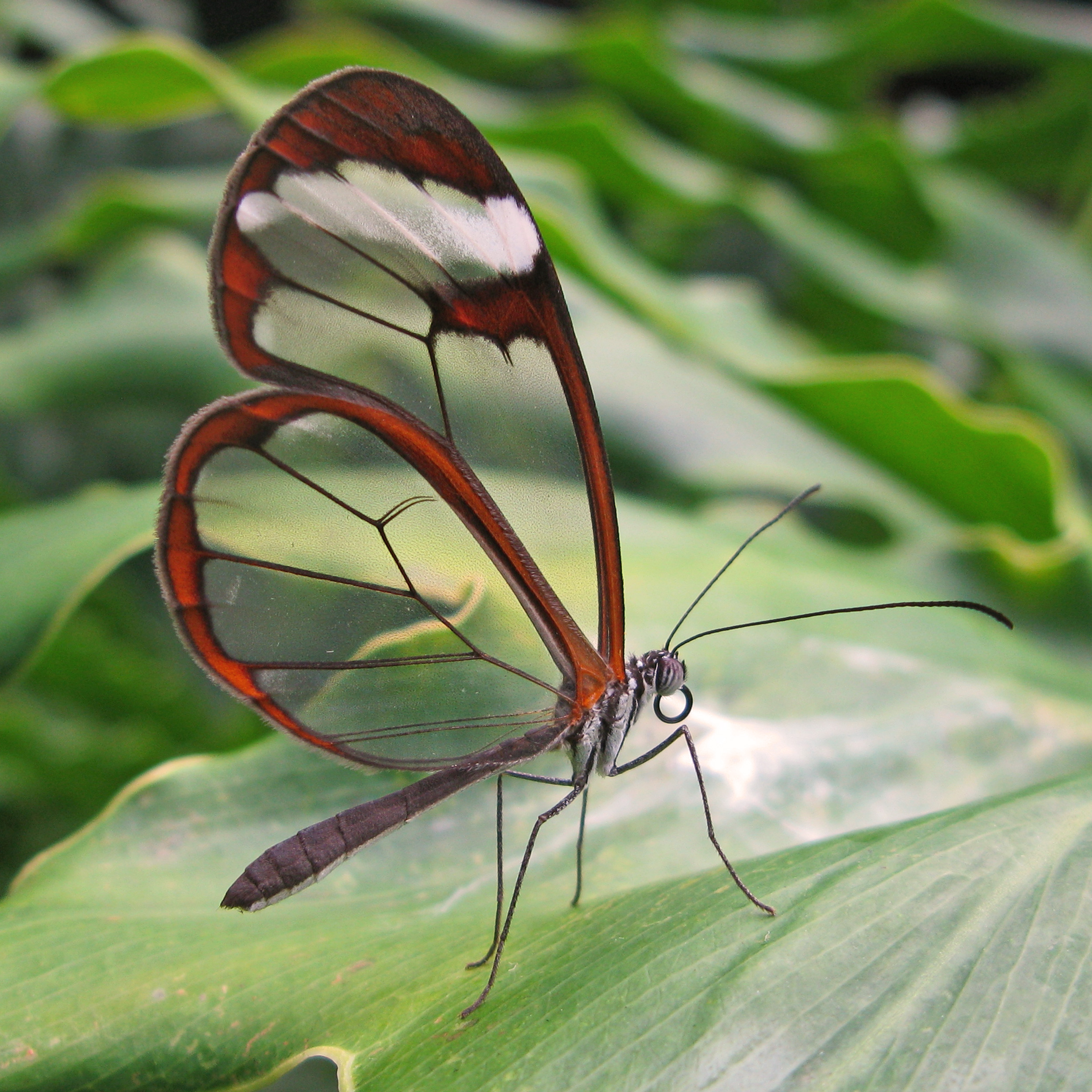 A glass-winged butterfly.