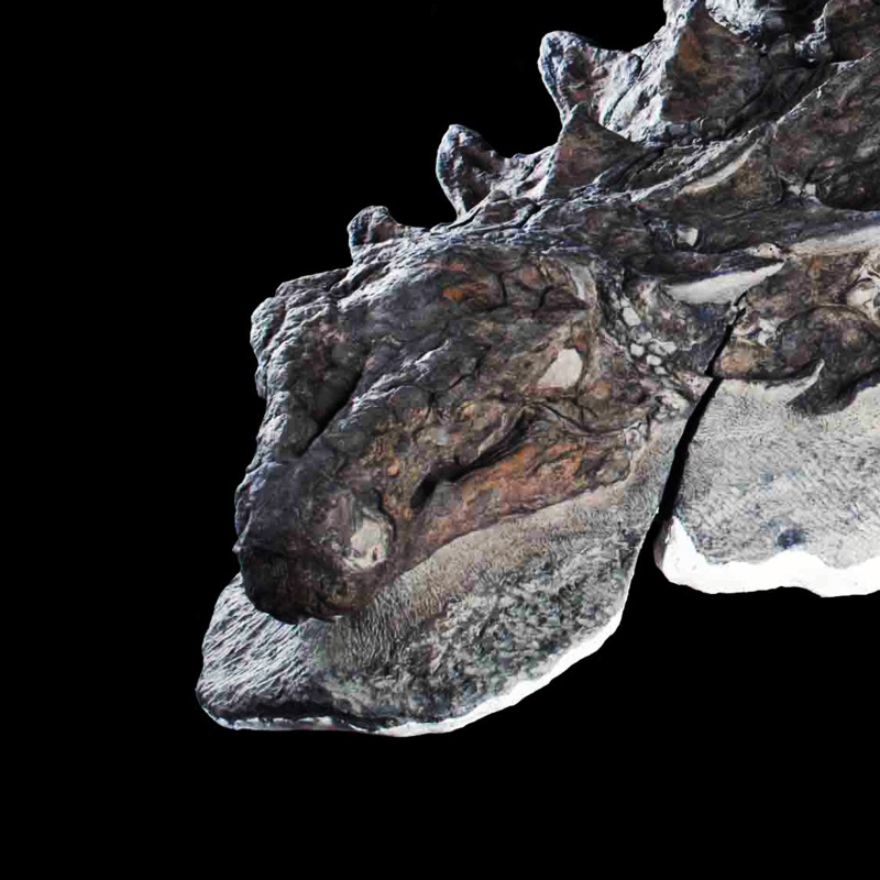 Dinosaur ‘tank’ still depended on camouflage for protection - Cosmos ...