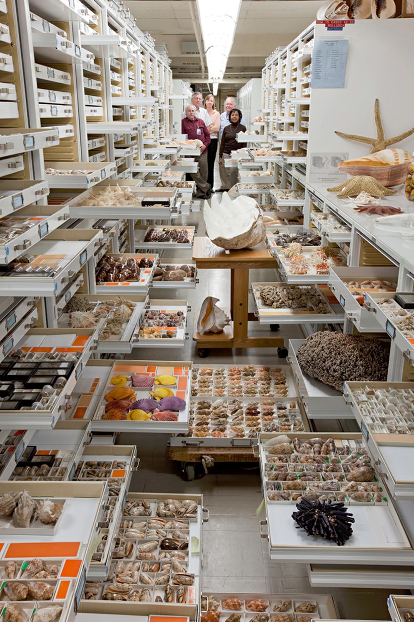The invertebrate zoology collections at the smithsonian’s national museum of natural history.