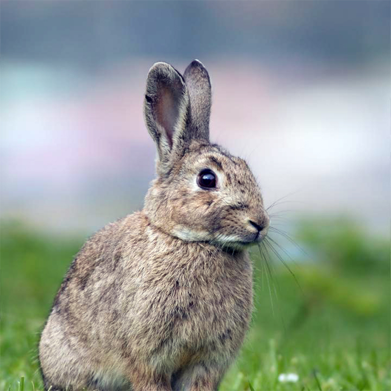 How the myxoma virus evolved new weapons against rabbits