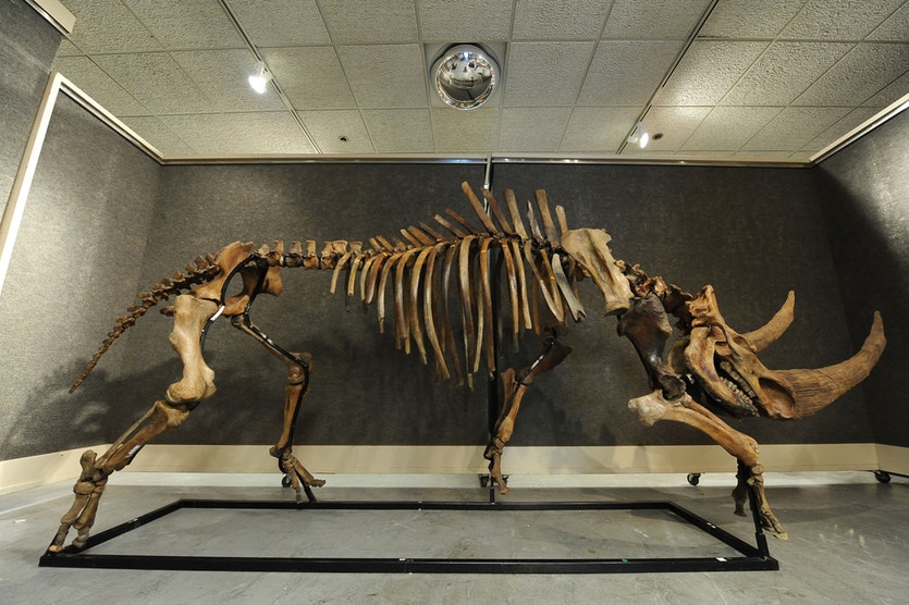 The skeleton of a wooly rhinoceros.
