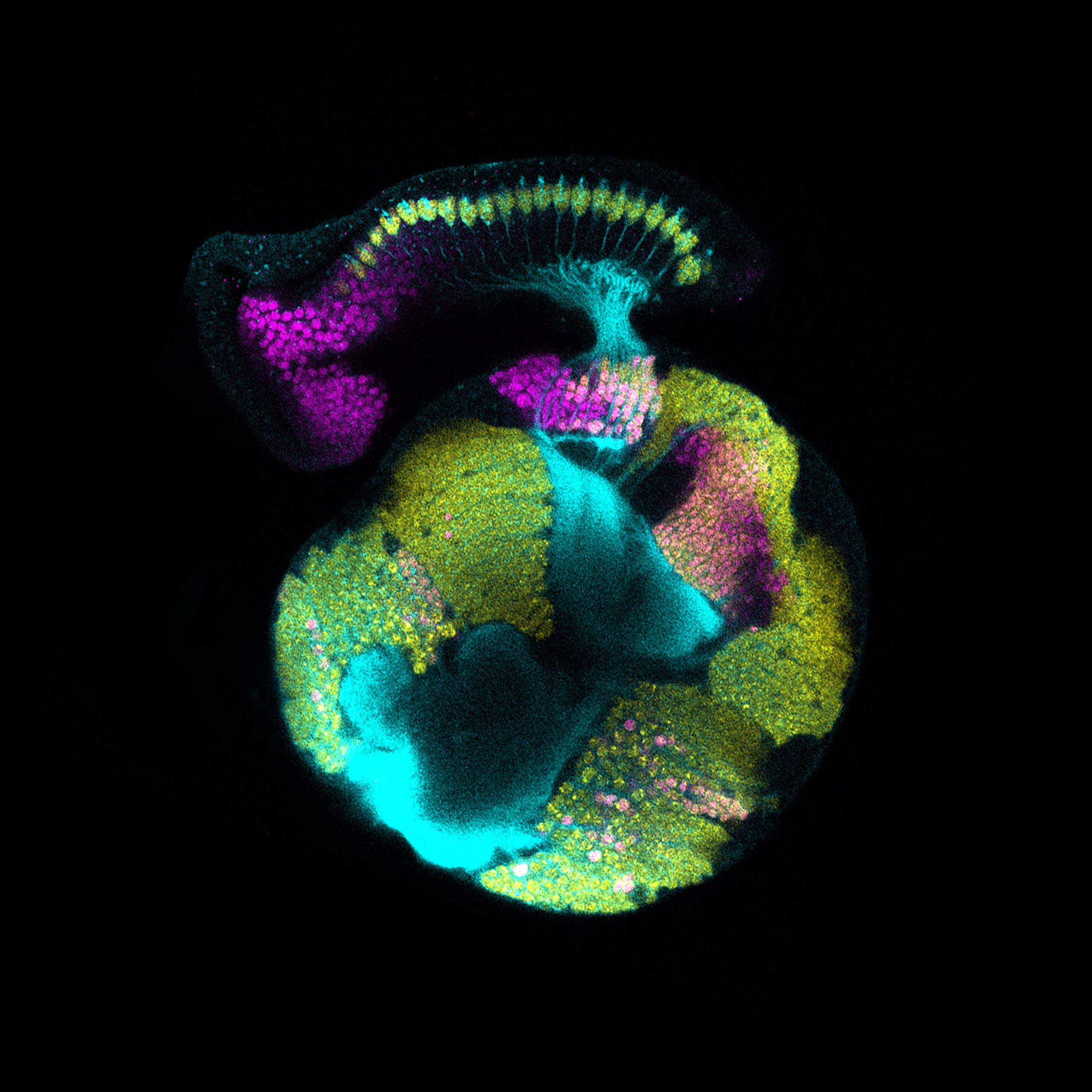 A confocal micrograph of a developing fruit fly visual system.