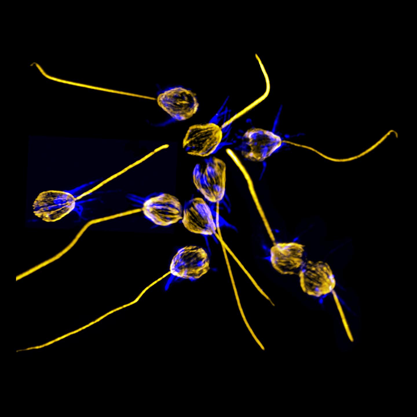 A mating swarm of the marine choanoflagellate s. Rosetta, triggered by the bacterium v. Fischeri. Tubulin is labeled gold, highlighting the cell body and flagellum, while the protein actin is labeled blue, showing off the organism's distinctive collar.