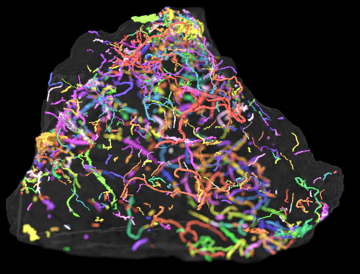 The fossilised tracks of creatures more than half a billion years old.