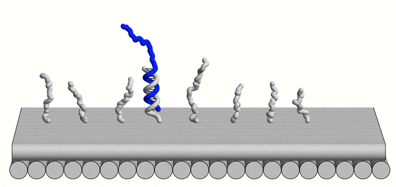 Conceptual animation of a single-stranded dna robot (blue) taking a single step on a linear track (gray).