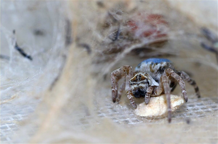 An adult female spider tends to an egg sac.
