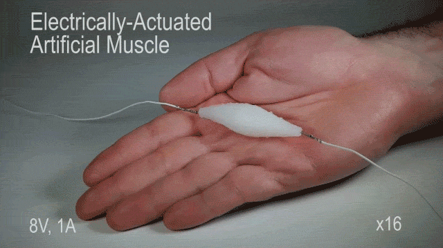 The artificial muscle contracts under an electric current.