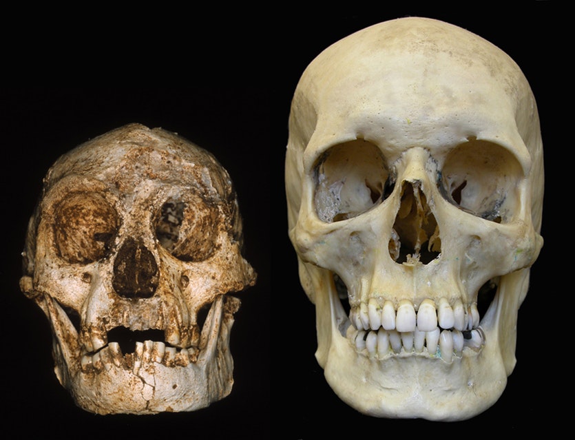 Skulls of H. floresiensis (left) and H. sapiens (right).