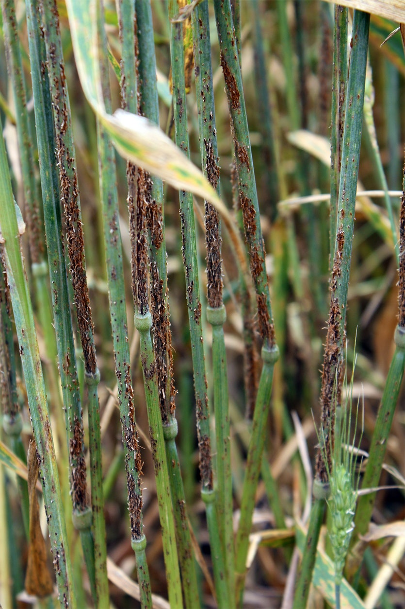 Wheat infected with wheat stem rust.