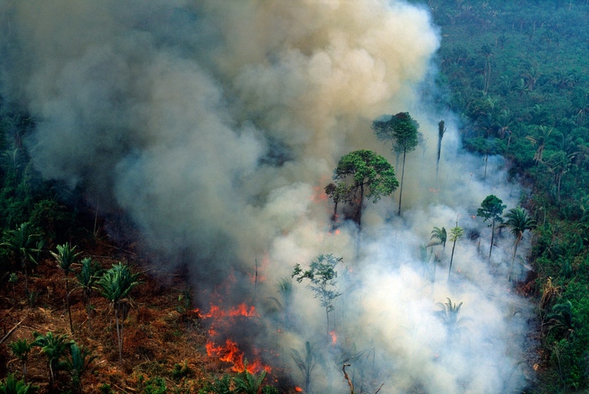 Degradation and disturbance account for 69% of total carbon losses from the world’s tropical forests.