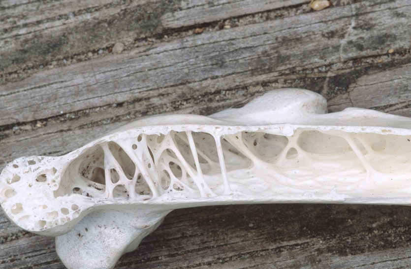 The interior of a bone from a pelican.