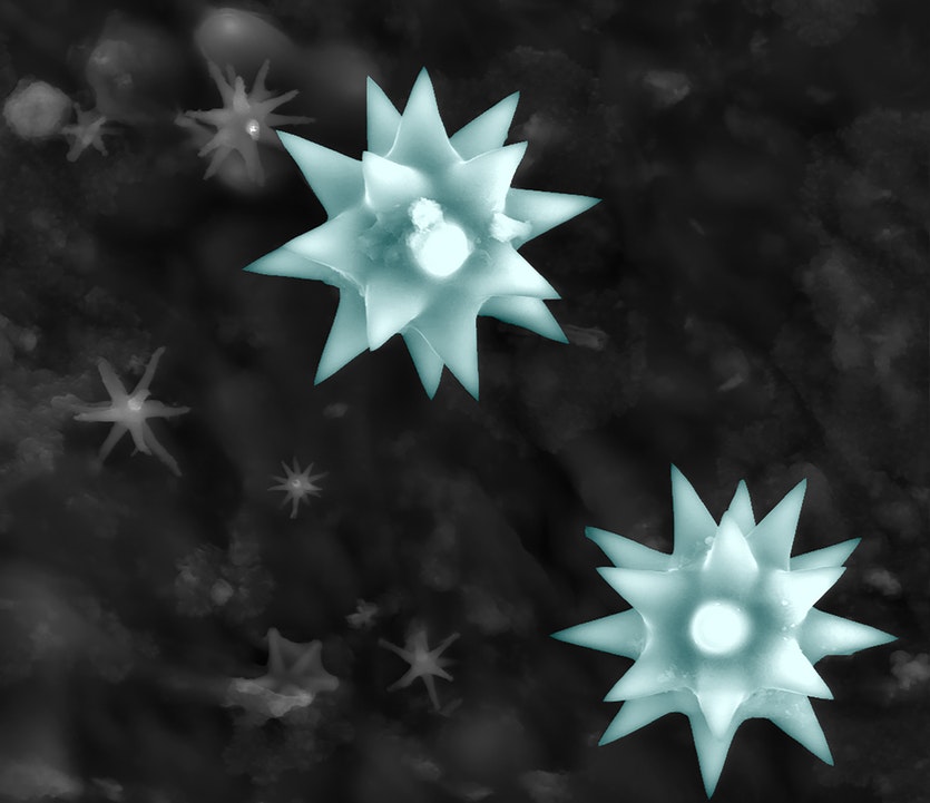 Electron microscopy image of star-like spicules from the sponge tethya aurantium.