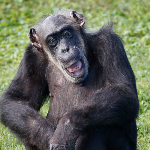 Goodall’s findings confirmed: chimps have stable personalities