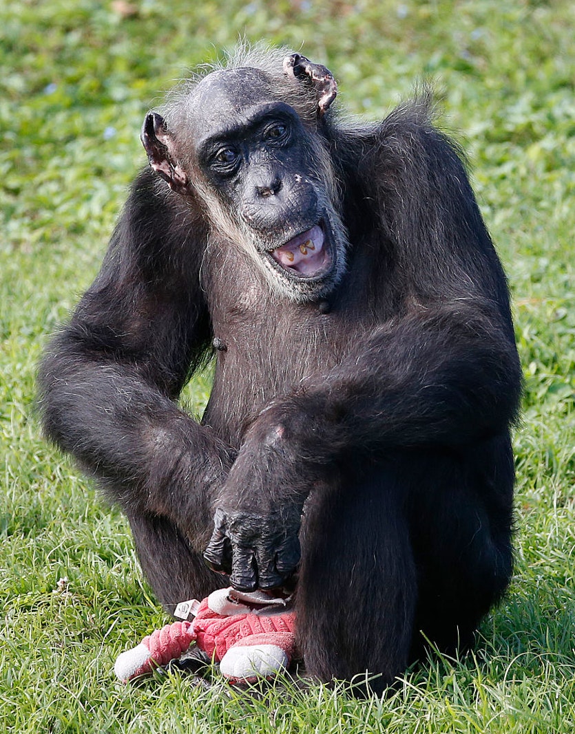 Once unfashionable, the idea that chimps have personalities has been confirmed.