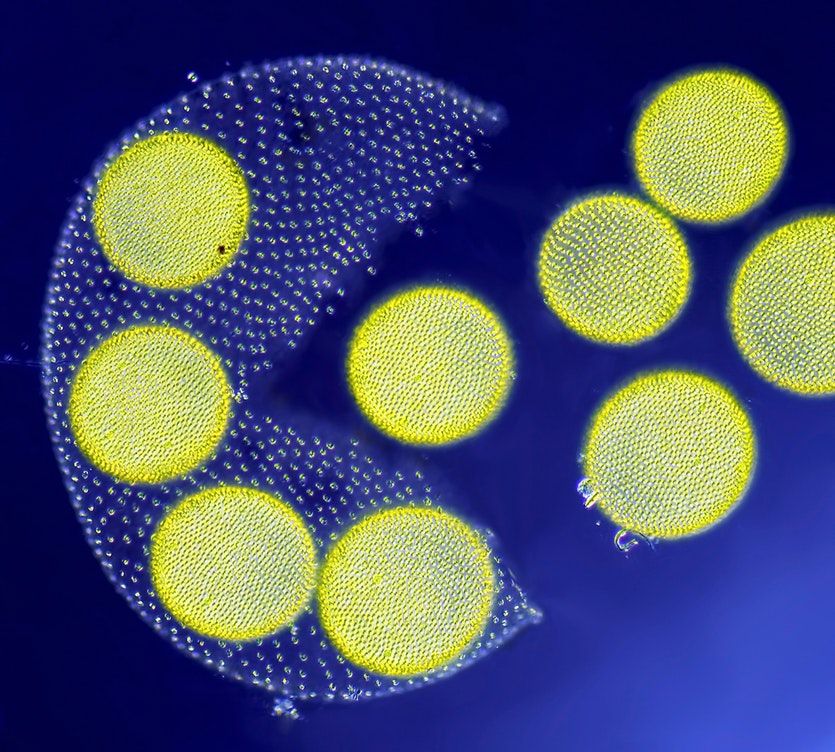 A living Volvox algae releasing its daughter colonies.
