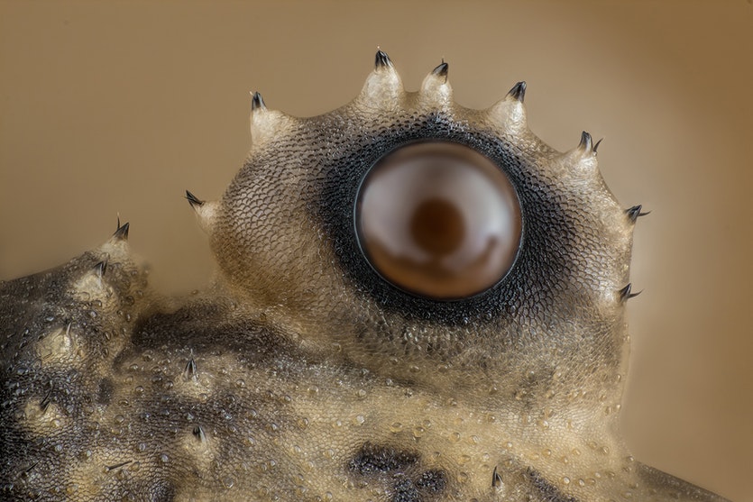 Eye of a daddy-long-legs spider (Opiliones).