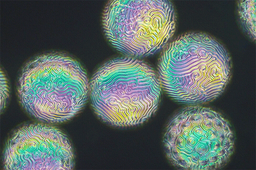 fingerprint-like patterns appear on the surfaces of these liquid crystal droplets.