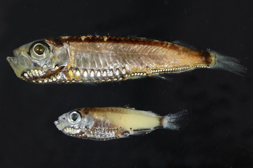 Deep sea pearlsides (maurolicus muelleri) have unique adaptations to their low-lit environments.