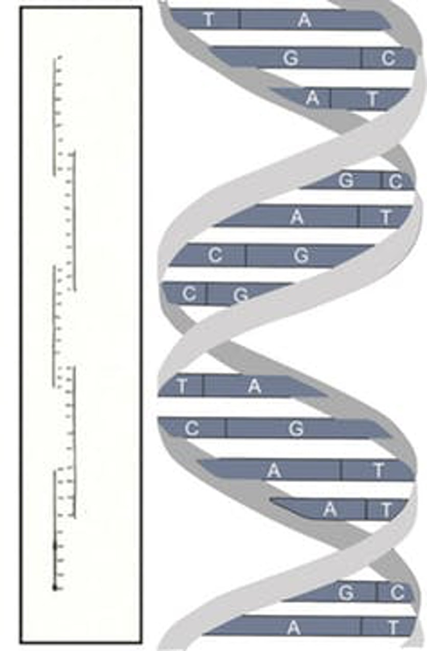 Creeth’s dna structure - from a drawing in his phd thesis - versus the actual one.