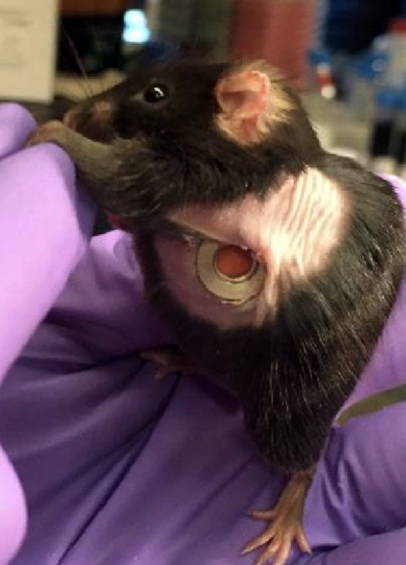 Take a look inside: a new implant allows researchers to observe the development of lung cancer in a living, breathing mouse.