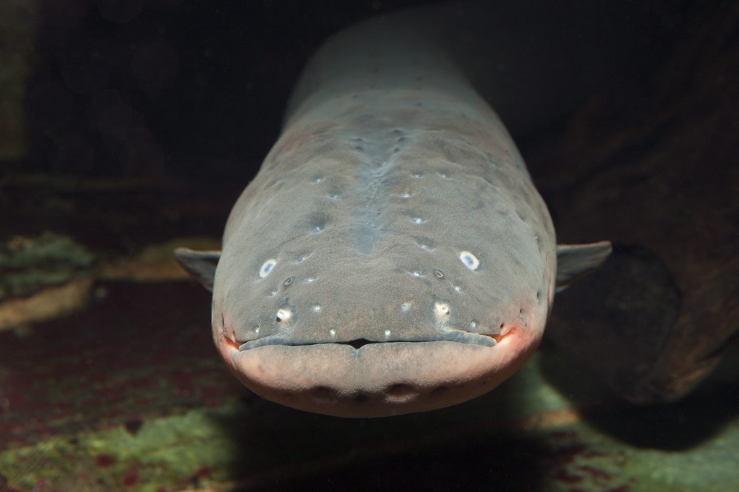 An electric eel: could this be the new face of soft robotics?