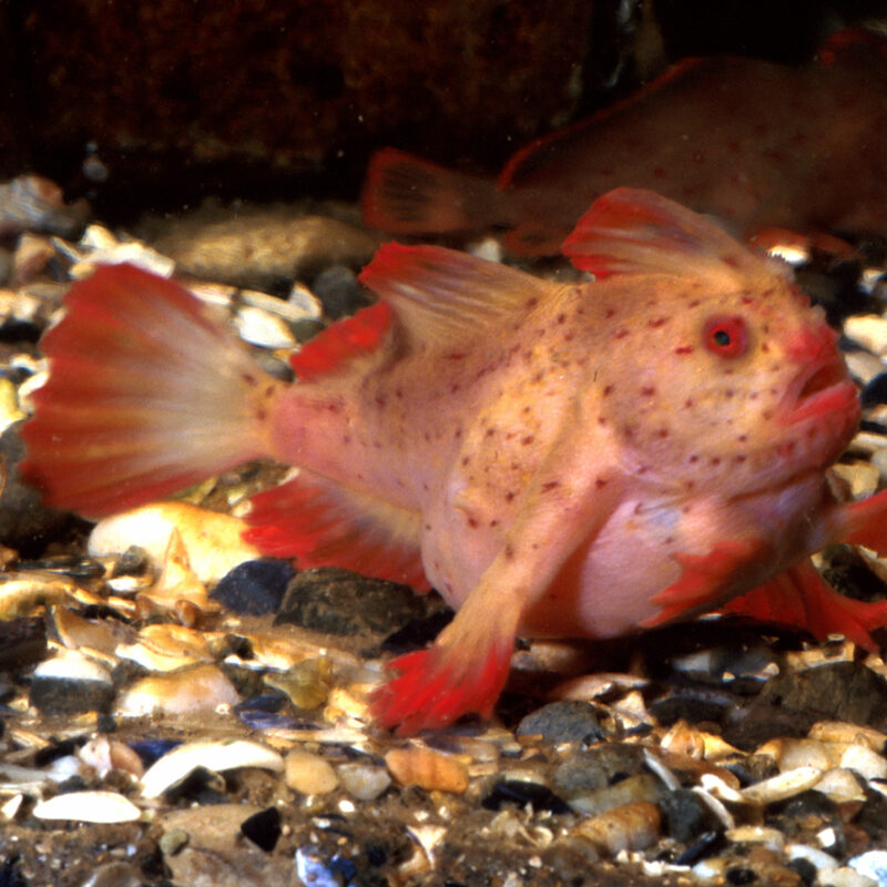 Last Chance To See The Five Most Endangered Sea Creatures In Australia