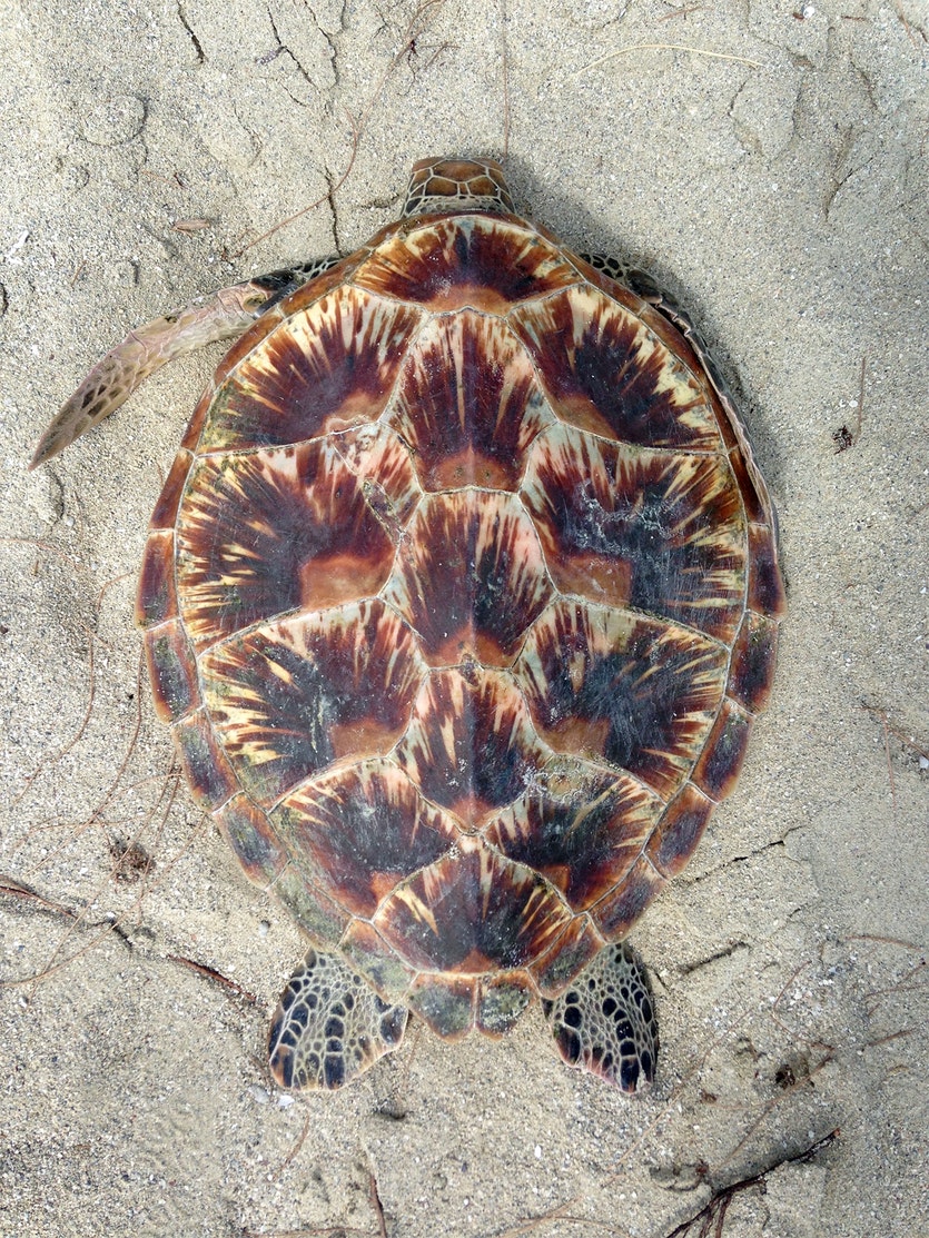 A green sea turtle from the northern great barrier reef.