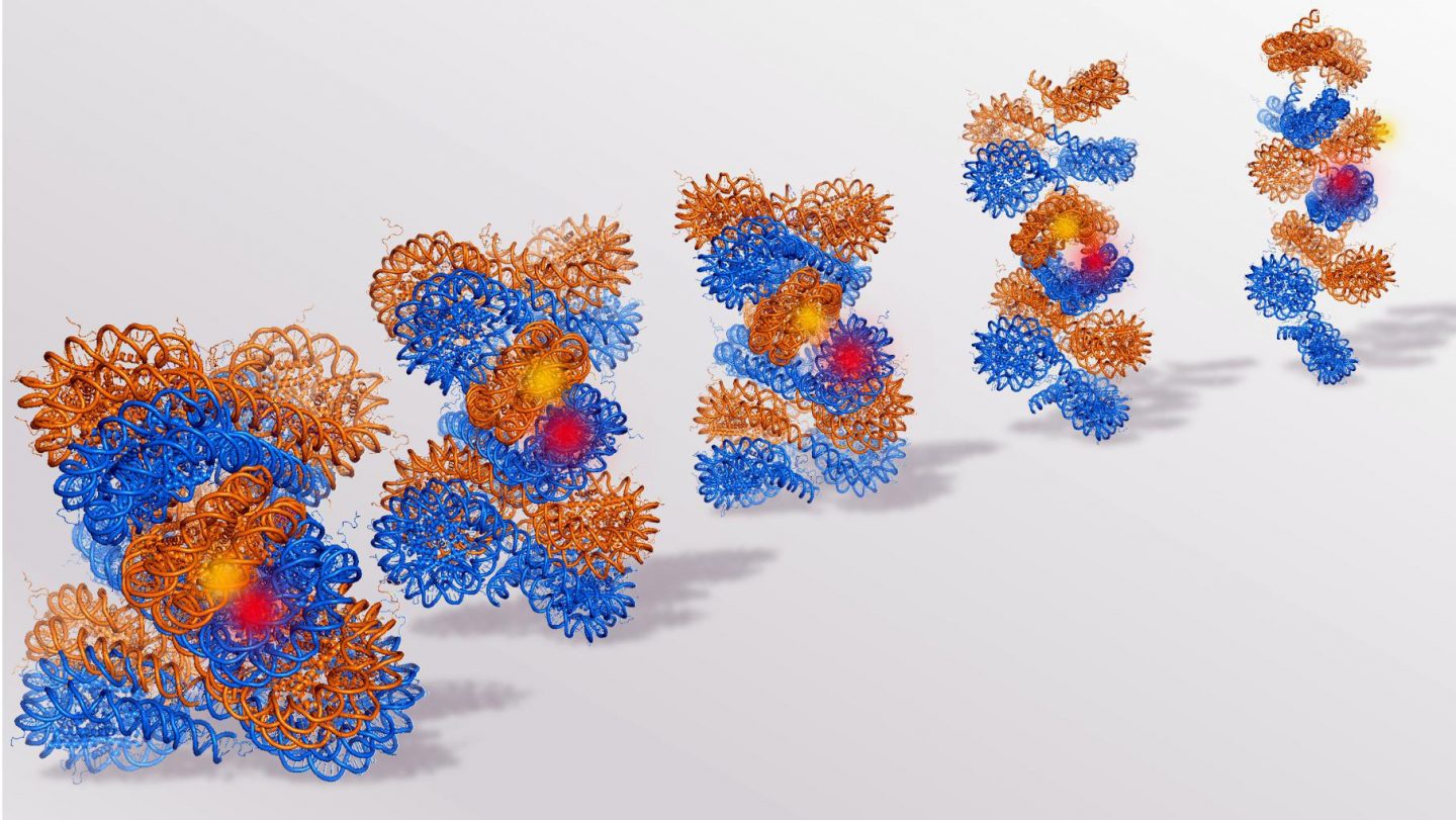 An illustration showing the process of chromatin (on the left) opening up to individual nucleosomes (right).