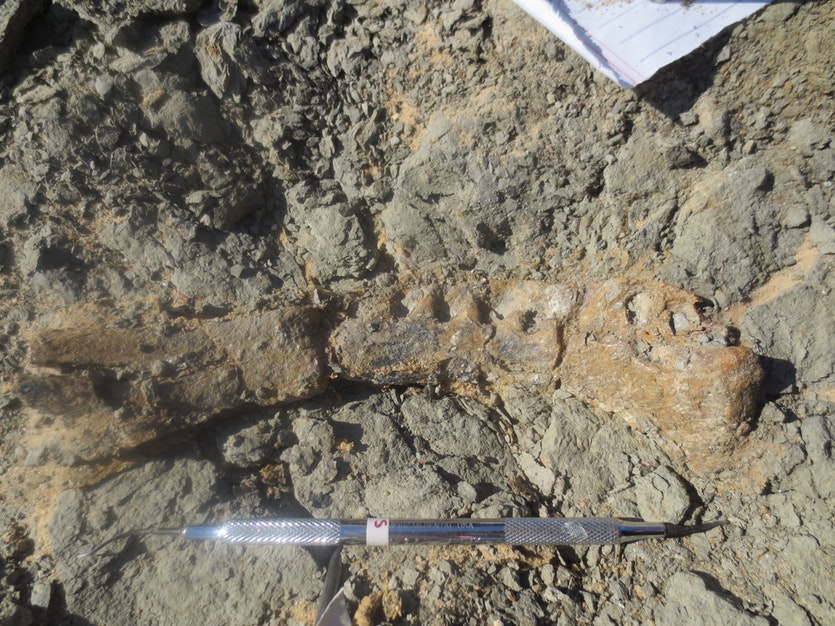 The lower jaw bone of the new titanosaurian dinosaur, mansourasaurus shahinae, as it was found.