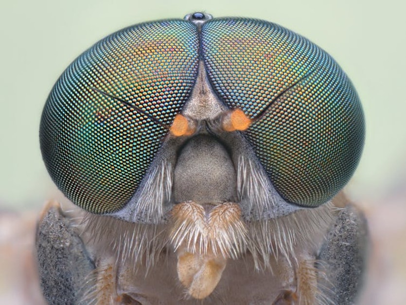 Flies have up to 6,000 mini lenses in each eye.