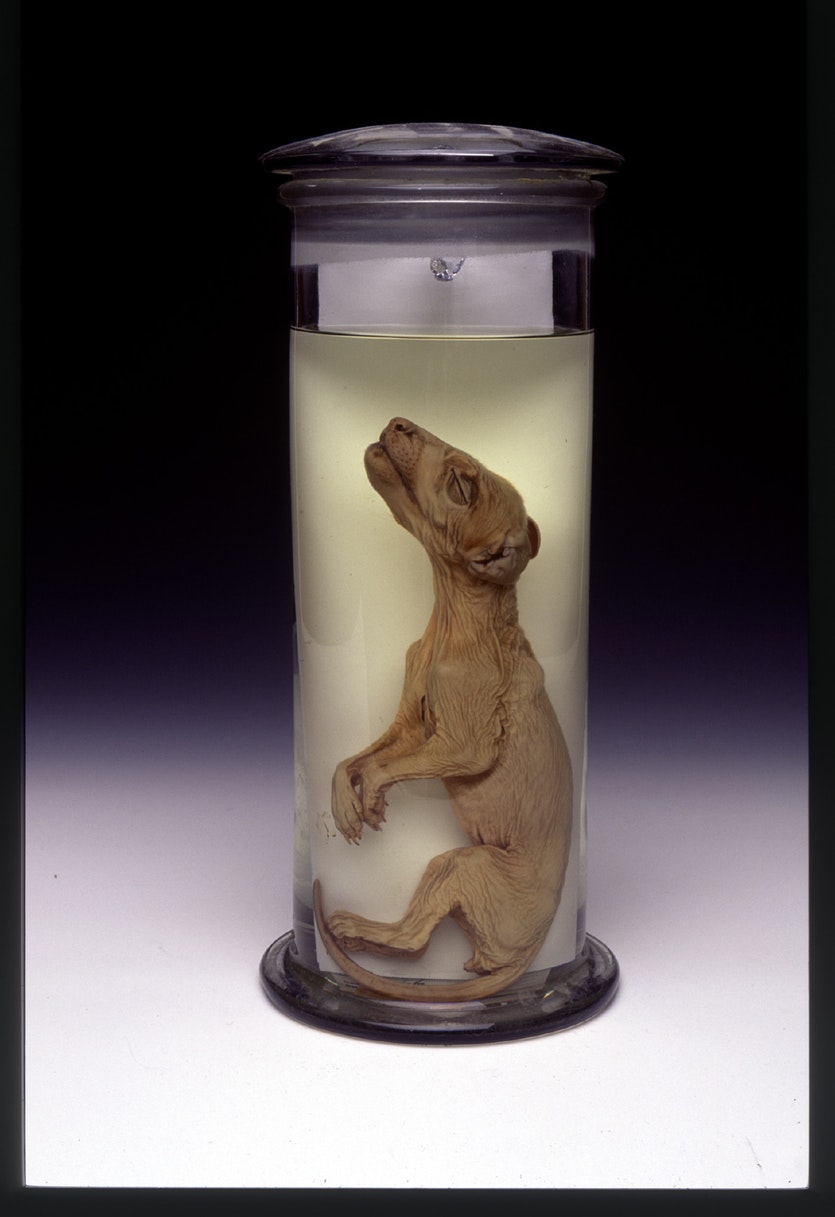 A thylacine pup preserved in ethanol, part of the collection held by the tasmanian museum and art gallery.