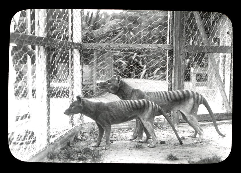 Thylacines photographed at the beaumaris point zoo, hobart.